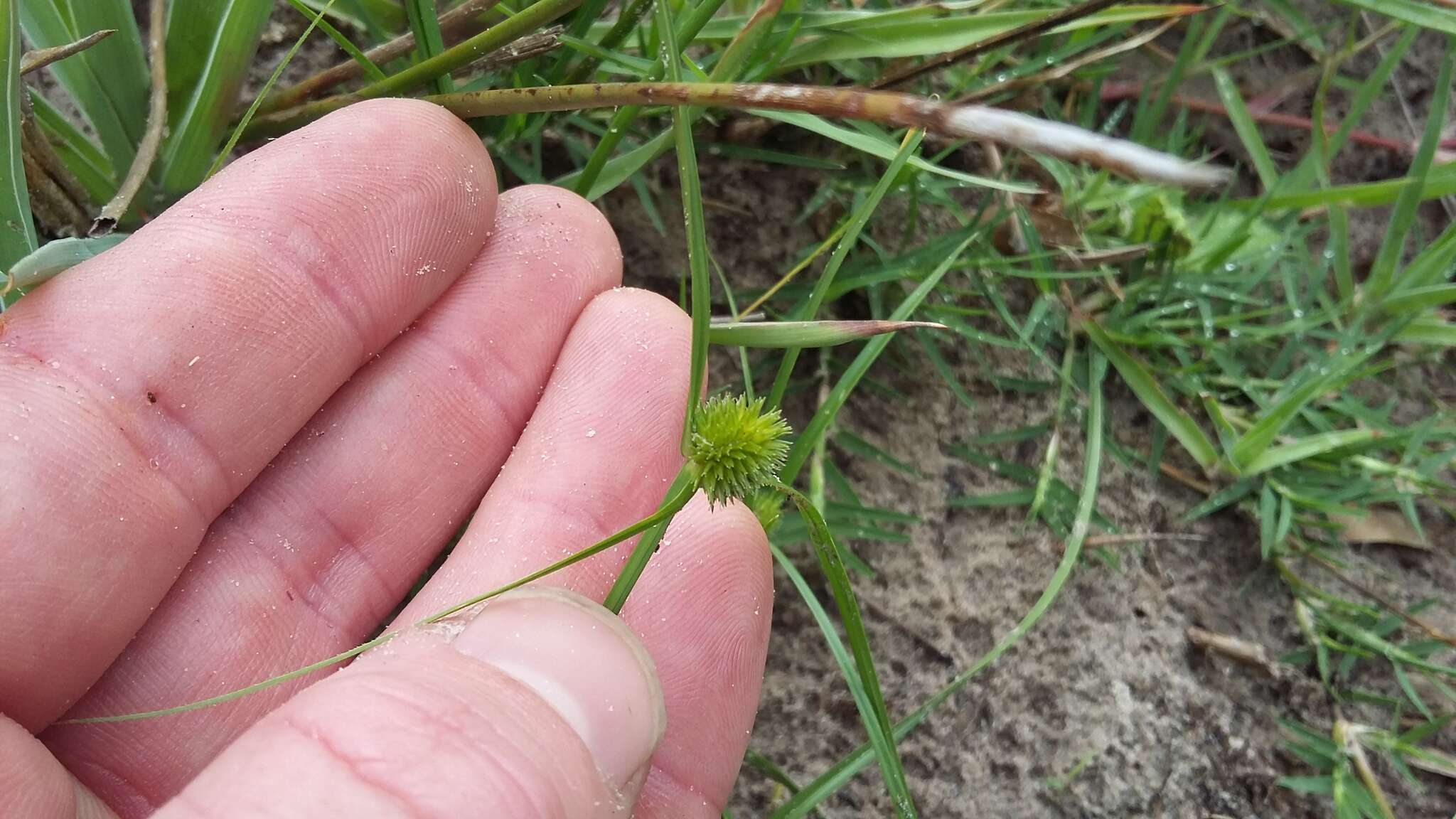 Image of Cyperus erectus (Schumach.) Mattf. & Kük.