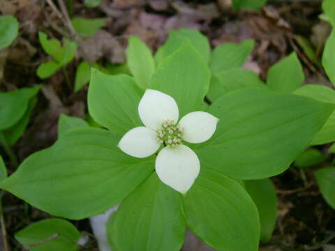 Image of bunchberry dogwood