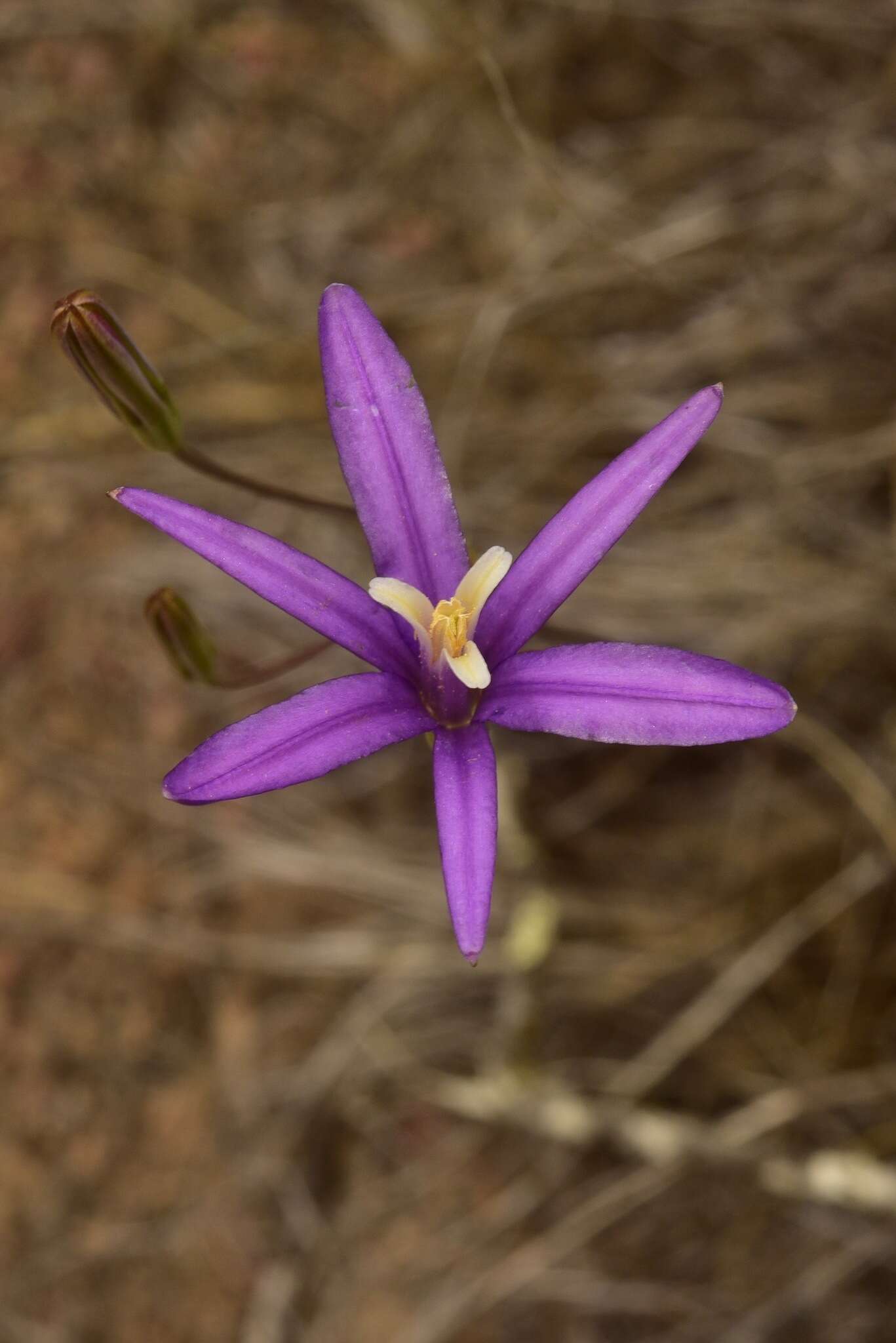 Image of California brodiaea