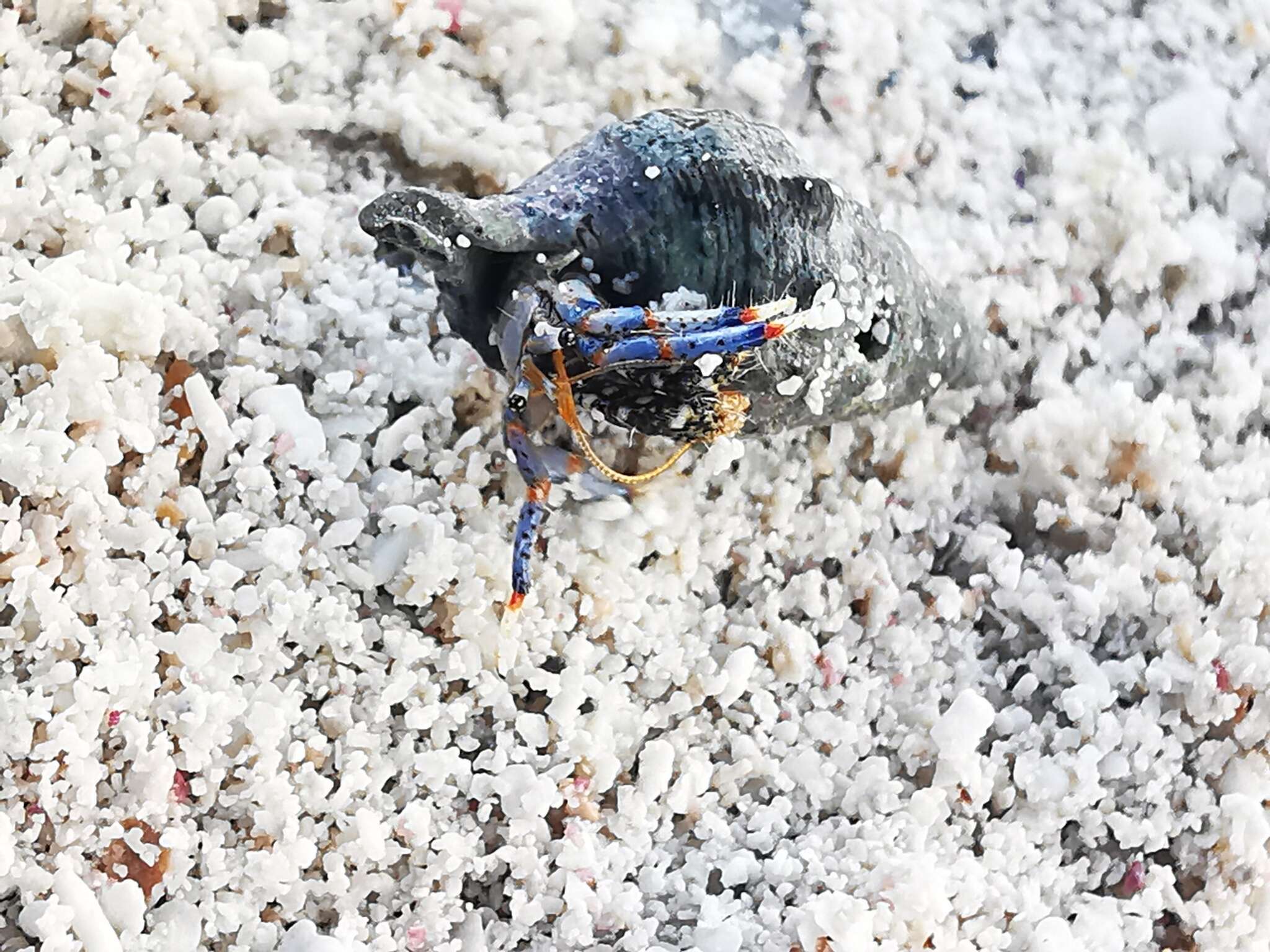 Image of blue-legged hermit crab