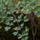 Bubon macedonicum L. resmi