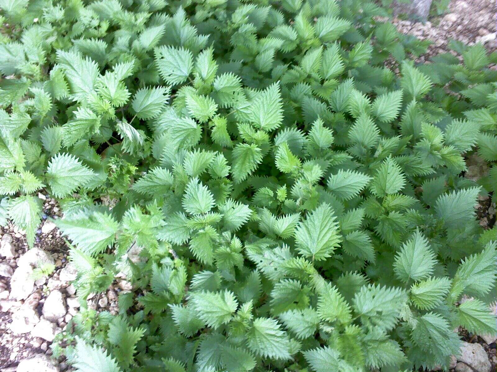 Image of Common Nettle