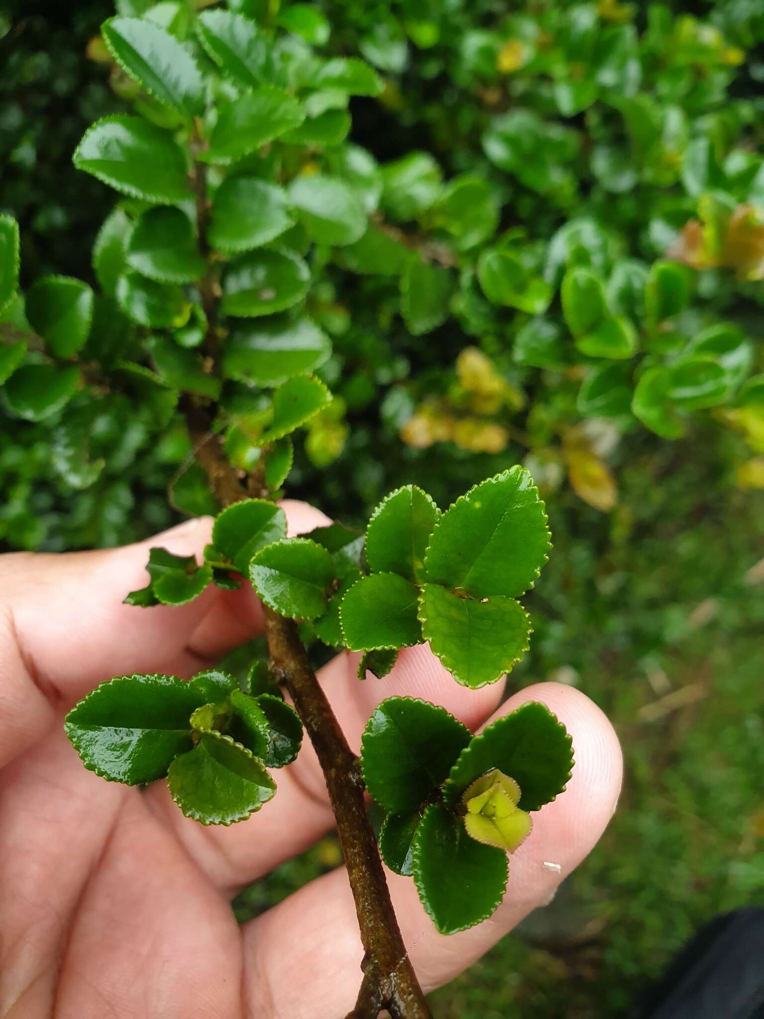 Image de Eurya crenatifolia (Yamamoto) Kobuski