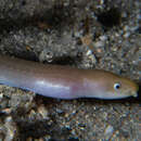 Image of Key Worm Eel