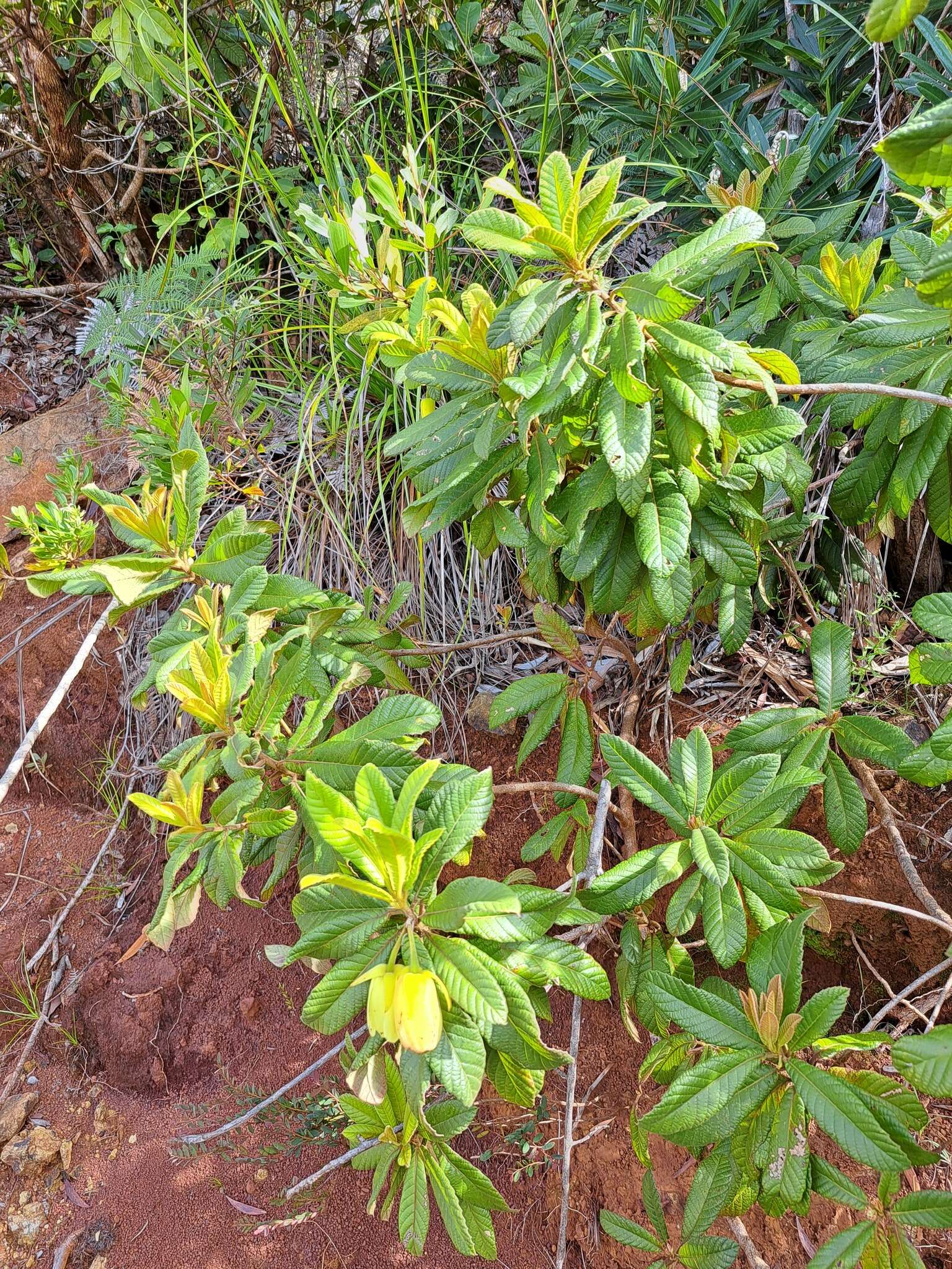Sivun Dubouzetia caudiculata Sprague kuva