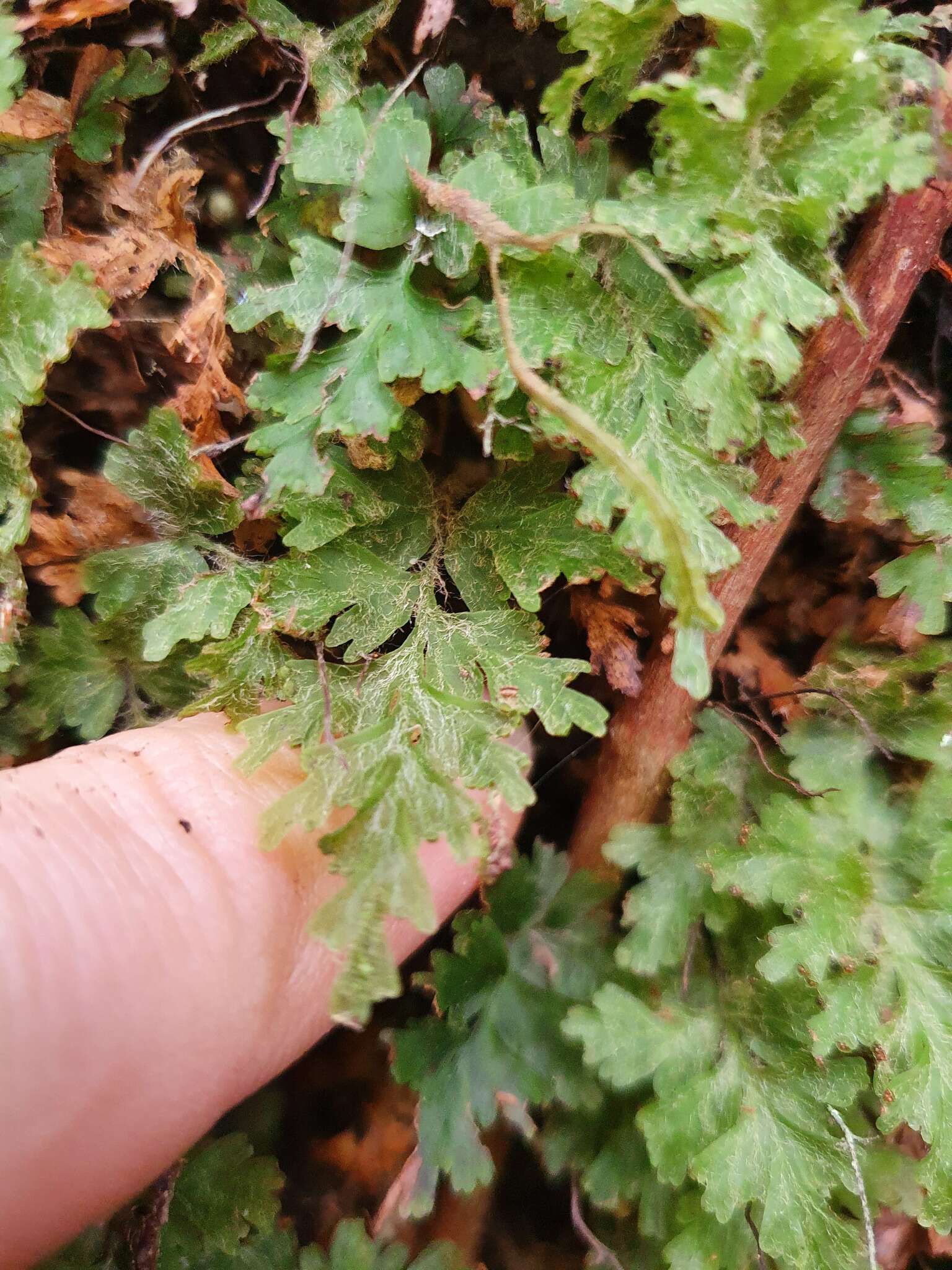 Plancia ëd Hymenophyllum rufescens Kirk