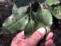 Image of silky celtis