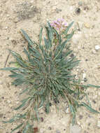 Image of Carleton's sand verbena