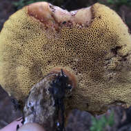 Image of Western Painted Suillus