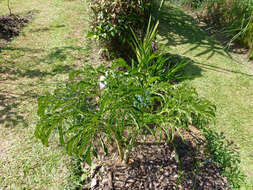 Amorphophallus paeoniifolius (Dennst.) Nicolson resmi