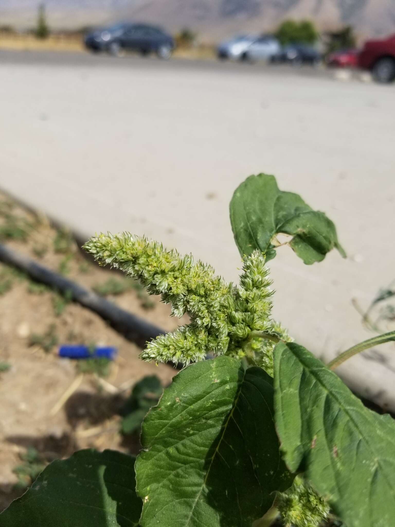 Image of redroot amaranth