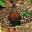 Image of Red Spurfowl
