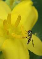 Image of Common Oblique Syrphid