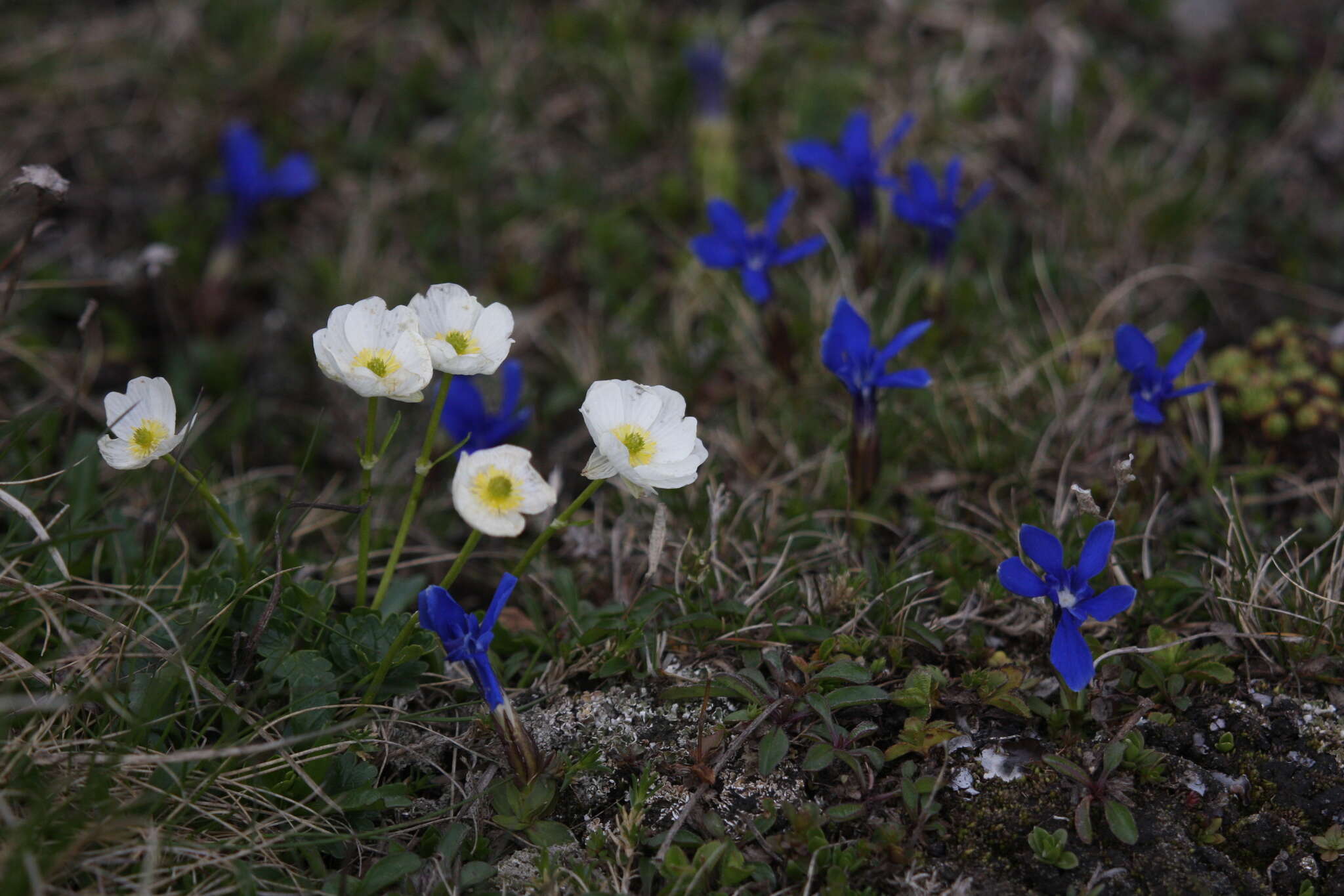 Image of alpine buttercup