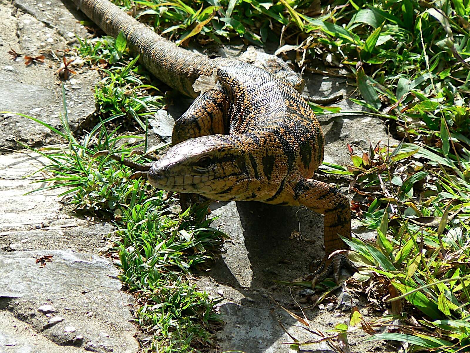 Image of Cryptic golden tegu