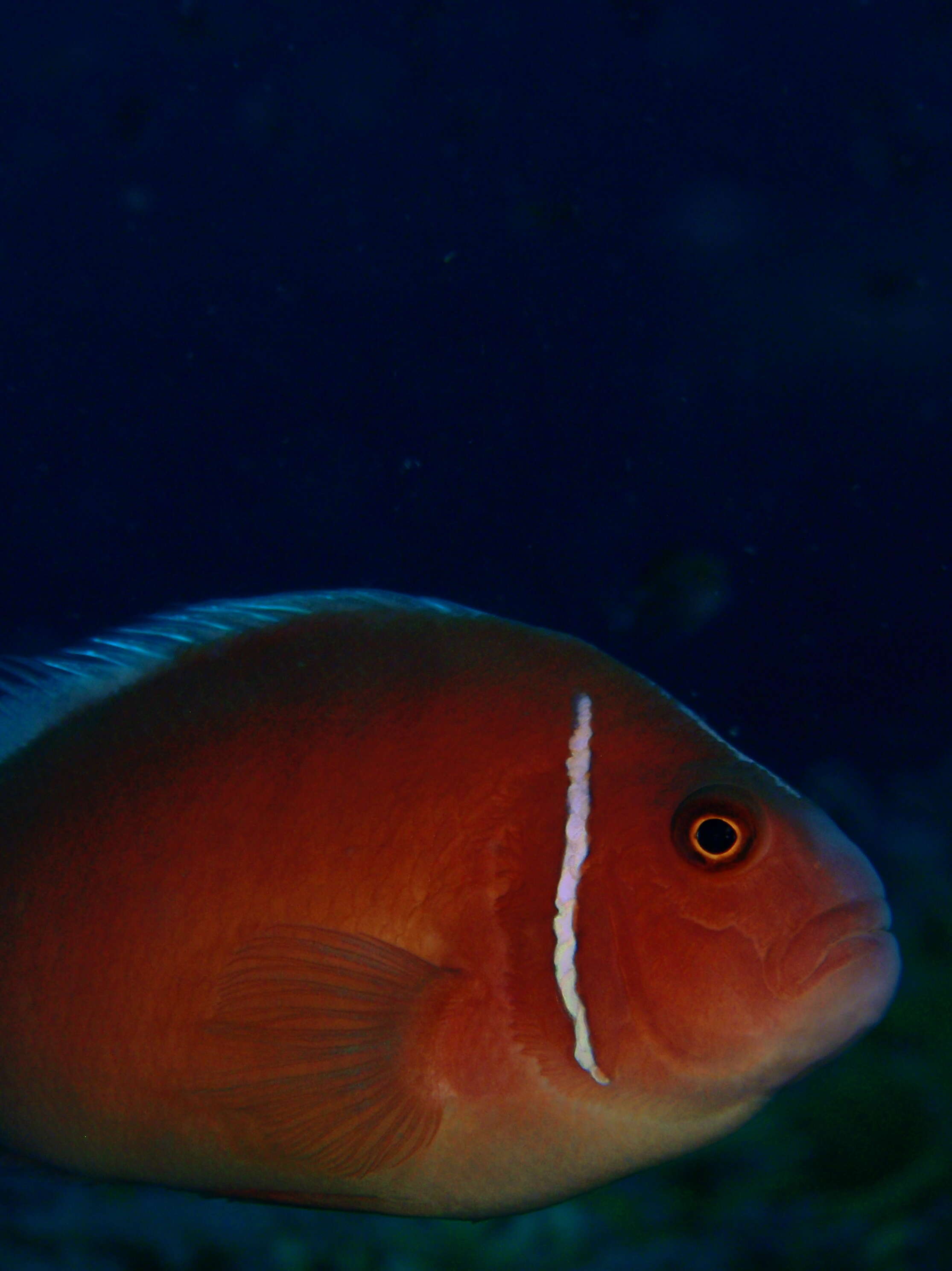 Image of Pink anemonefish