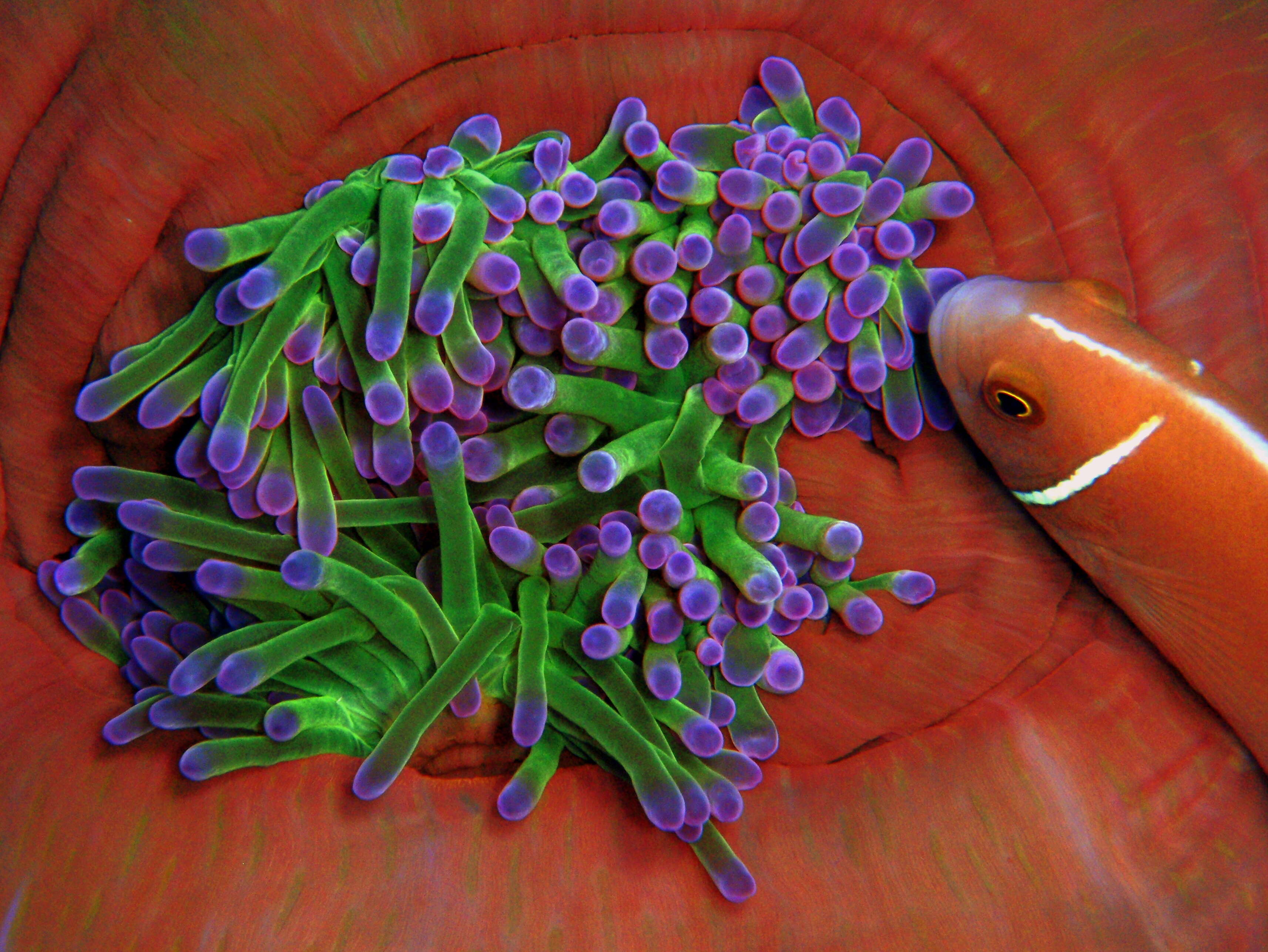 Image of Pink anemonefish