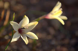 Image of Tritonia cooperi subsp. cooperi