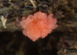 Image of Tubifera ferruginosa subsp. acutissima