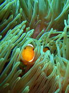 Image of Common clownfish