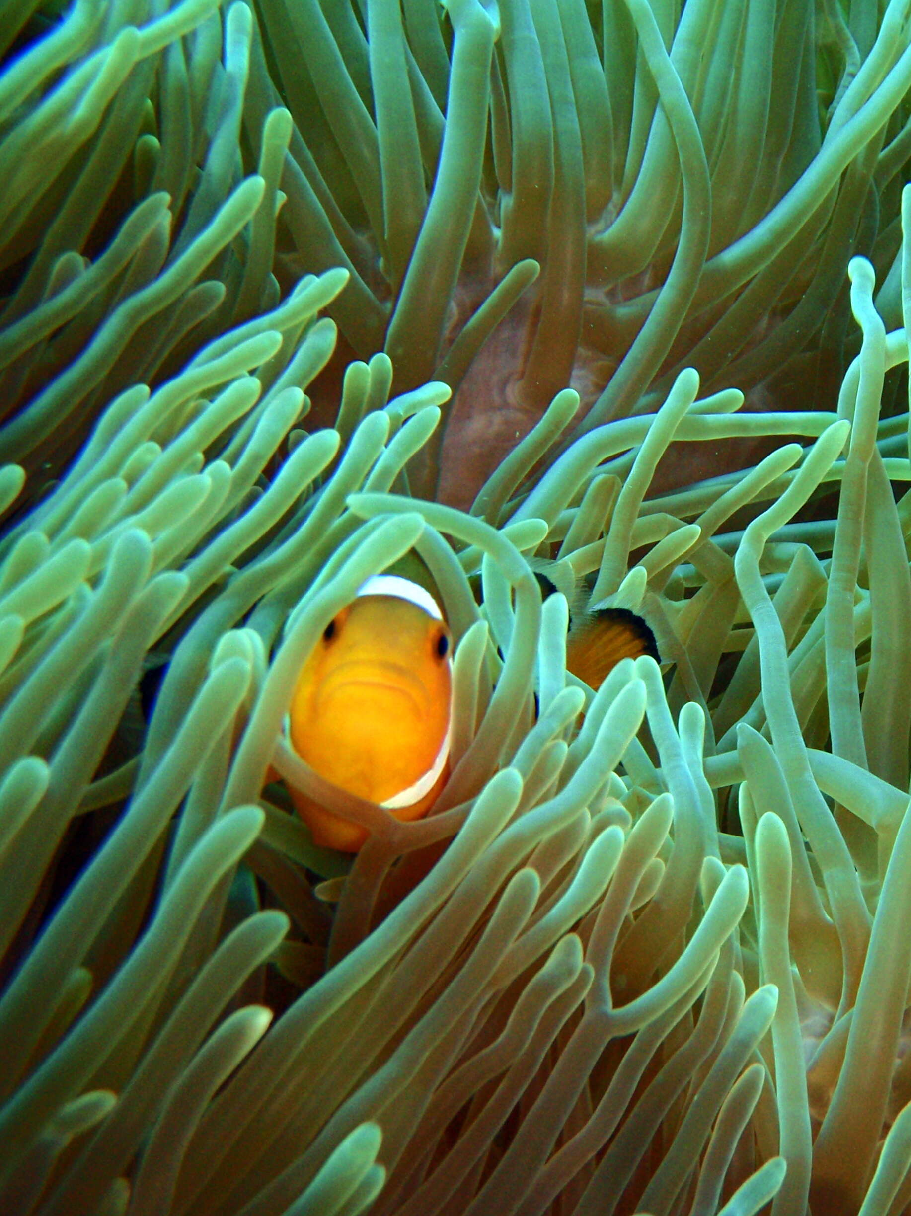 Imagem de Amphiprion ocellaris Cuvier 1830