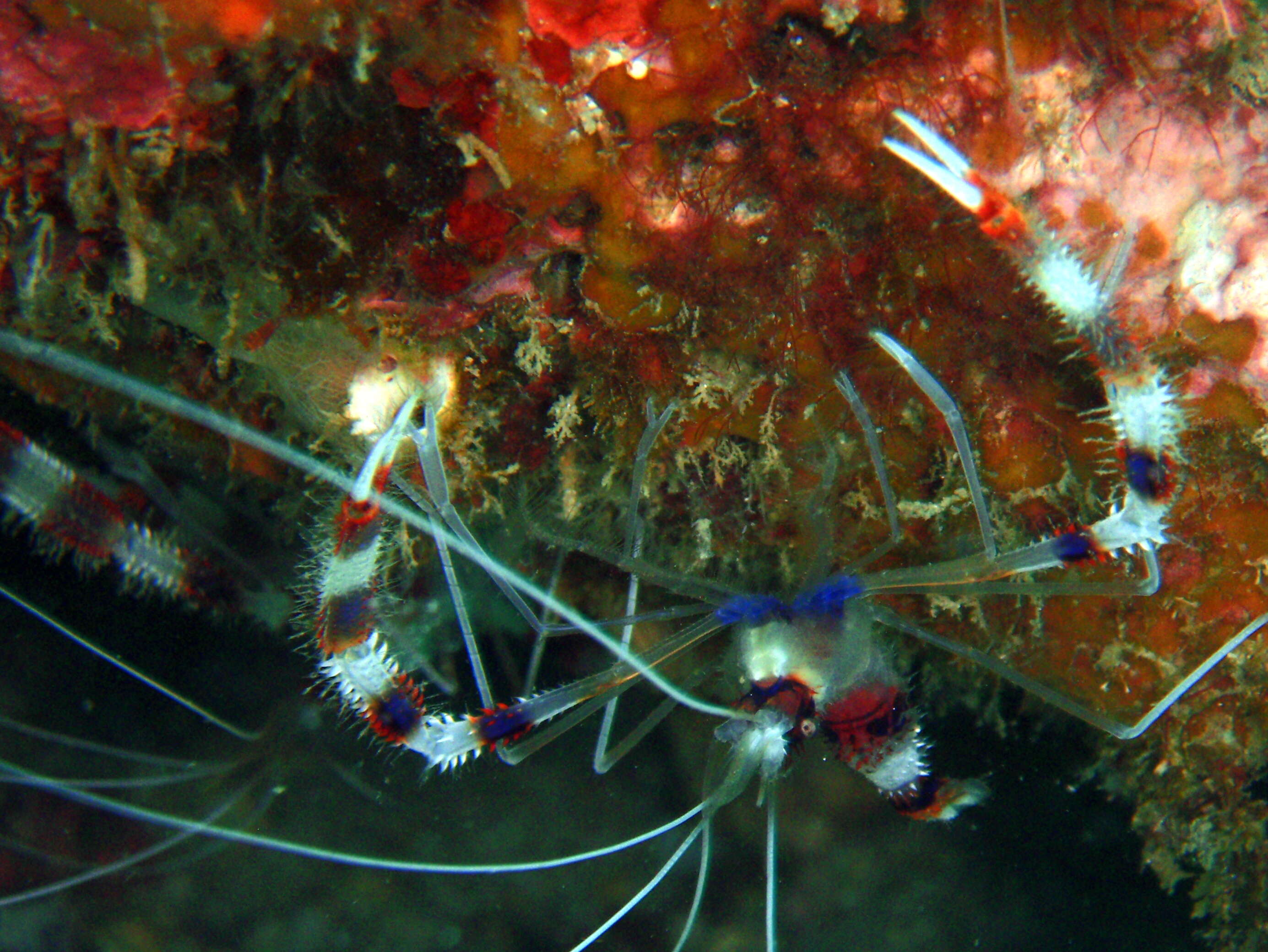 Image of Banded Coral Shrimp