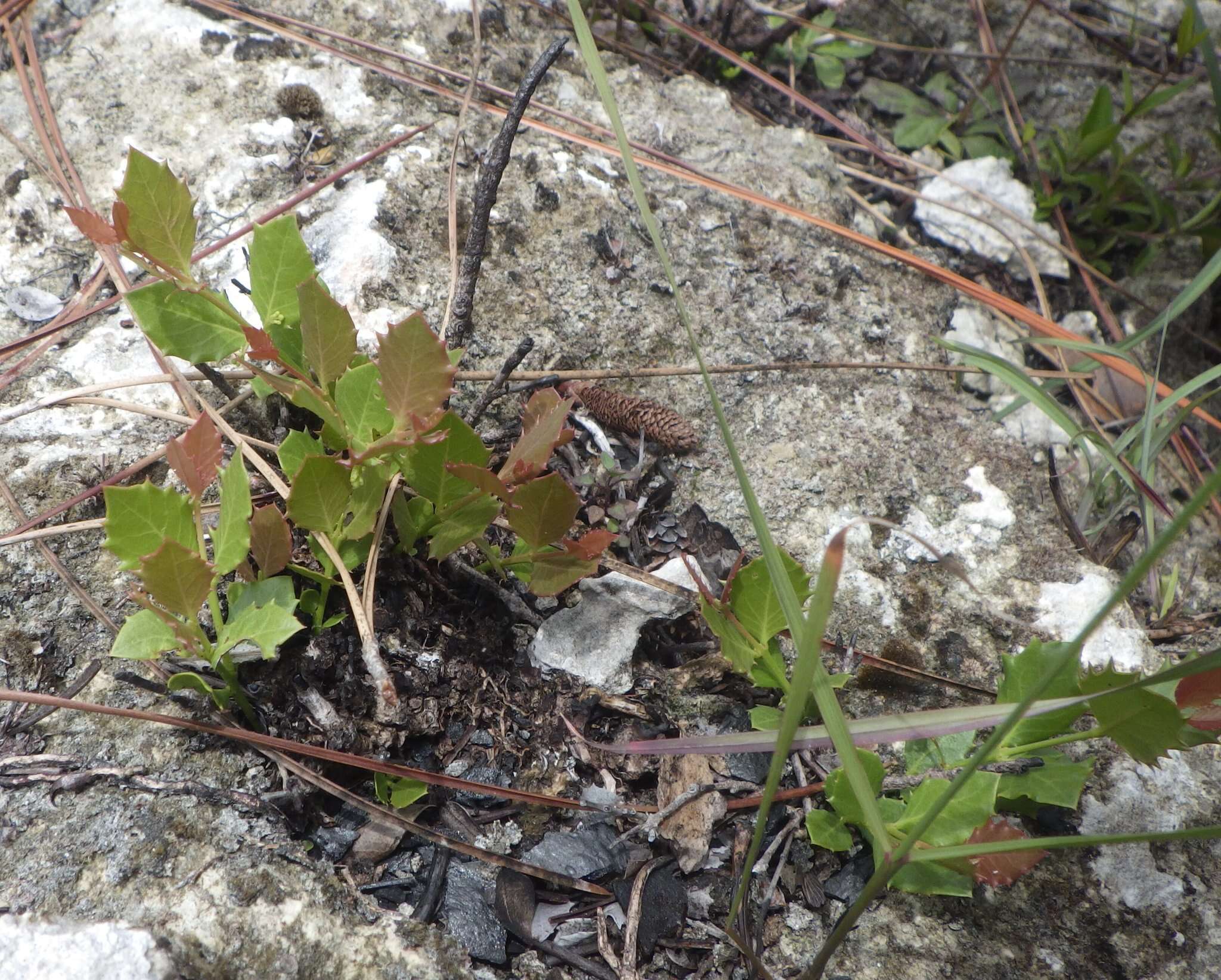 صورة Crossopetalum ilicifolium (Poir.) Kuntze