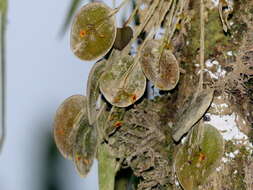 Image of Lepanthes pecunialis Luer & Hirtz