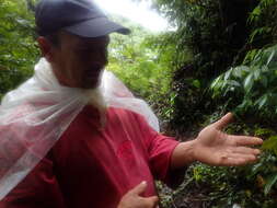 Image of Ophiocordyceps australis (Speg.) G. H. Sung, J. M. Sung, Hywel-Jones & Spatafora 2007