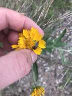 Image of Acmaeodera decipiens Le Conte 1866