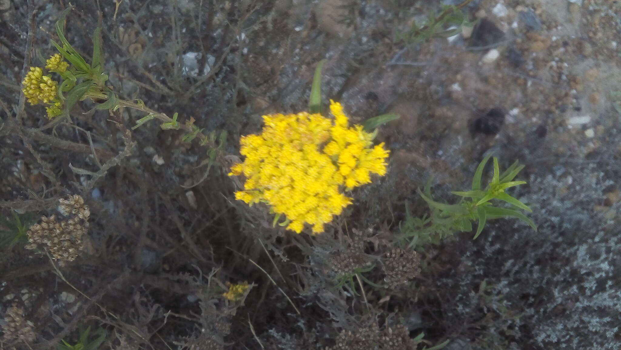 Imagem de Gymnosperma