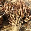 Image of Aloe argenticauda Merxm. & Giess