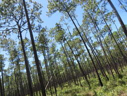 Image de Pinus caribaea var. bahamensis (Griseb.) W. H. Barrett & Golfari