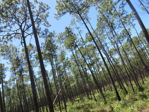 Image of Pinus caribaea var. bahamensis (Griseb.) W. H. Barrett & Golfari