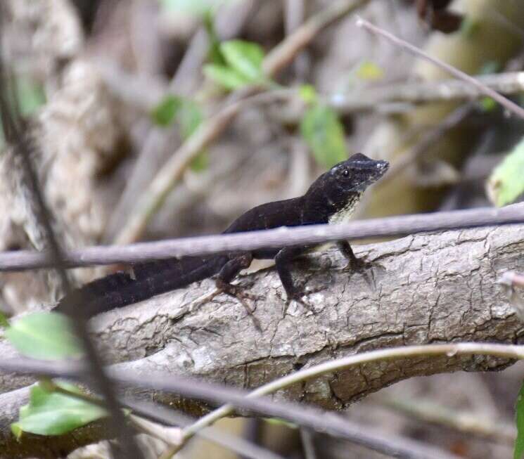 Image of Sagua de Tanamo  Anole