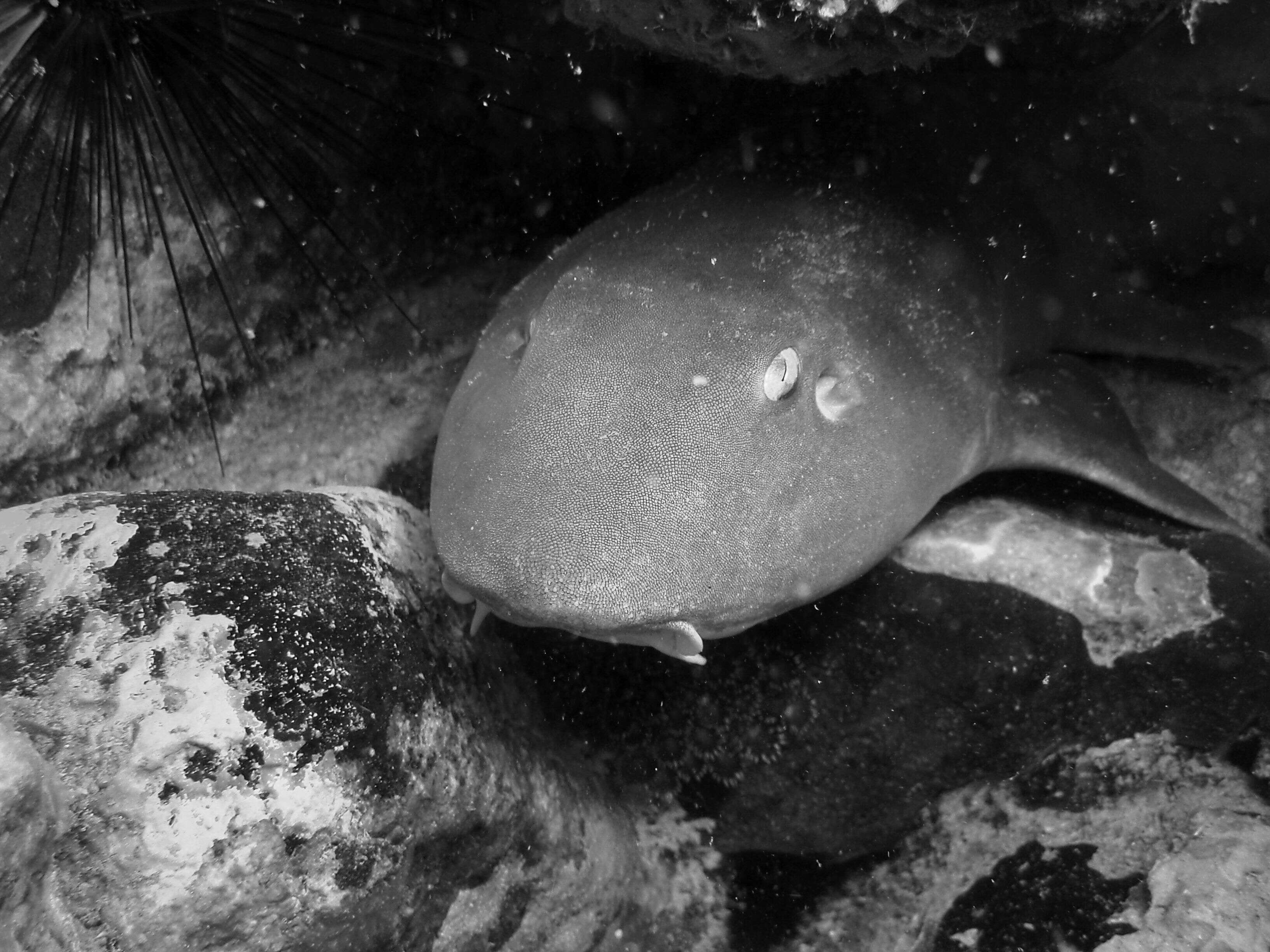 Image of Brownbanded Bamboo Shark