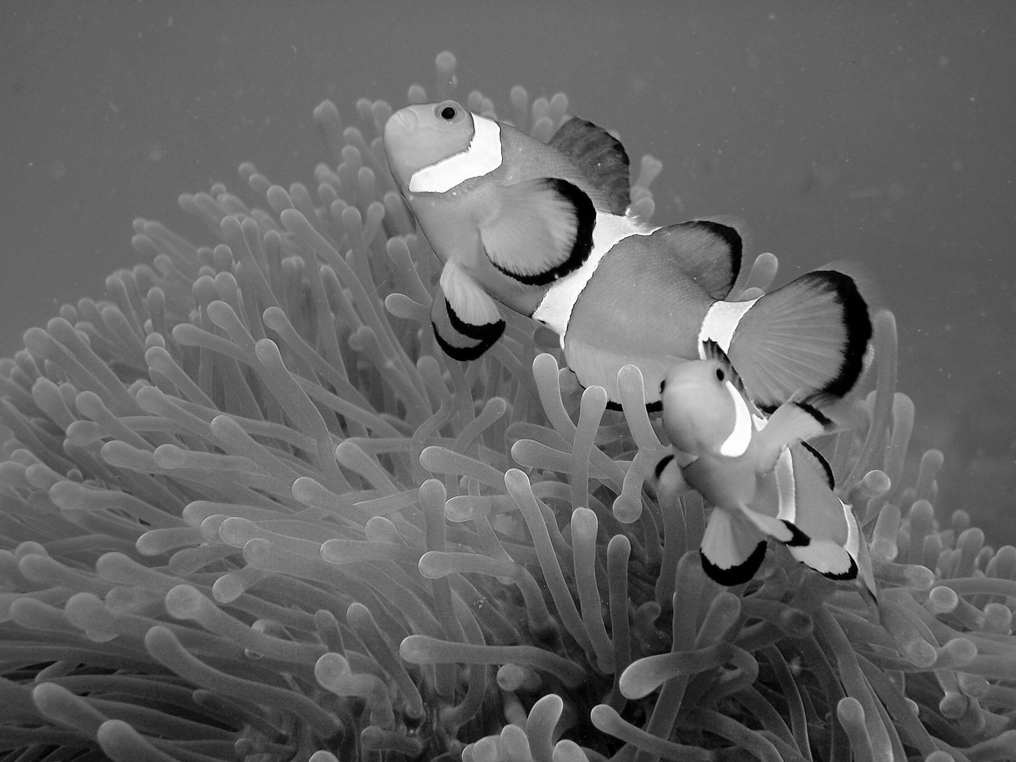 Image of Common clownfish