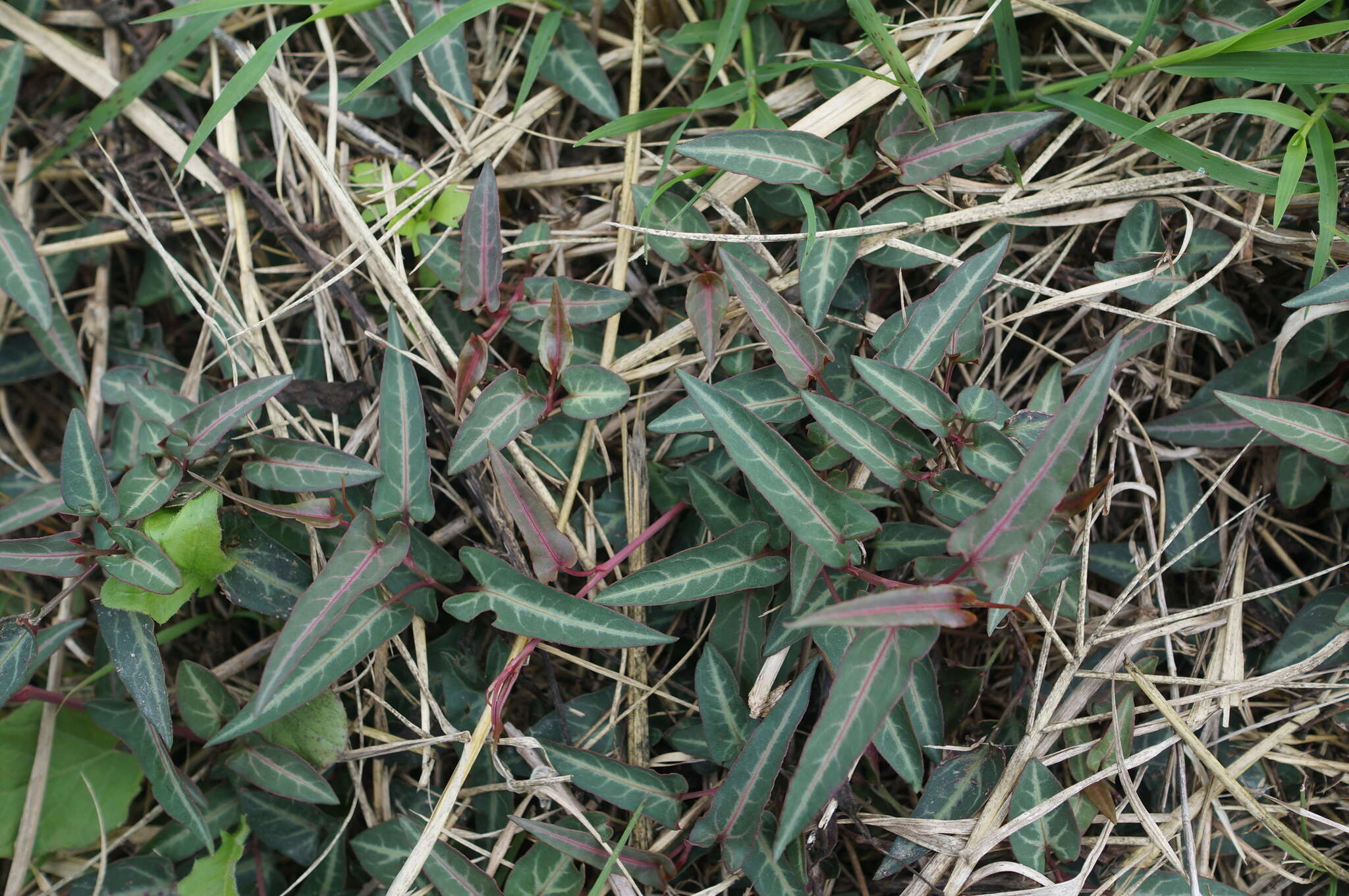 صورة Fallopia multiflora (Thunb.) K. Haraldson