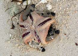 Image of chocolate chip sea star