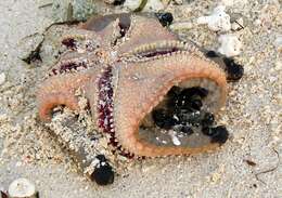 Image of chocolate chip sea star