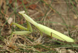 Image of Mantis