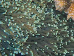 Image of Stony coral