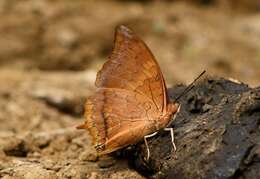 Imagem de Charaxes bernardus Fabricius 1793