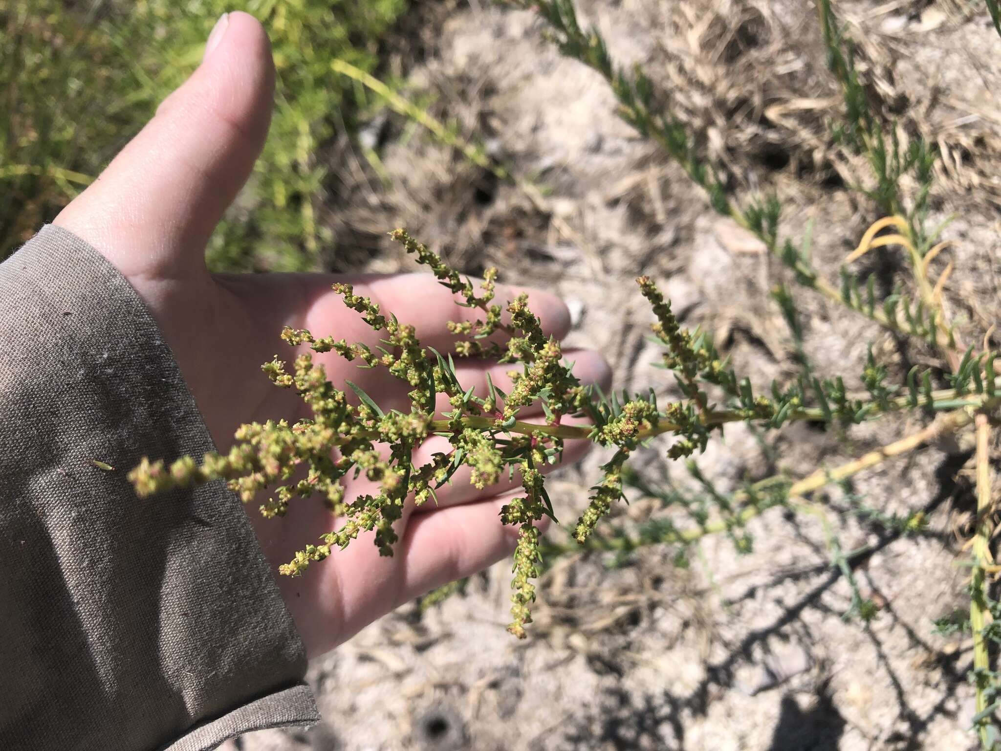 Image of Annual Seepweed