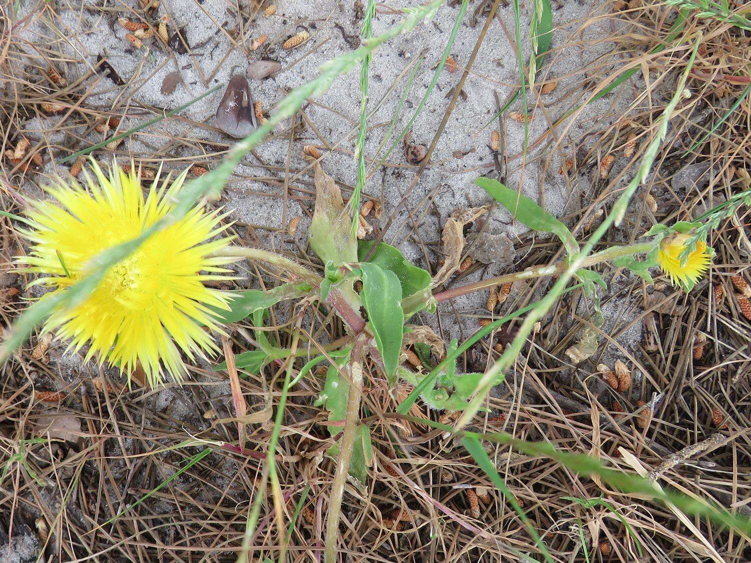 Image of Carpanthea pomeridiana (L.) N. E. Br.