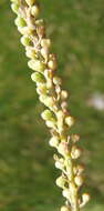 Image of Triglochin bulbosa L.