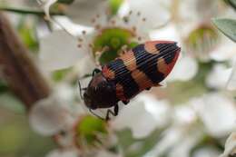 Image of Castiarina marginata (Barker 1983)