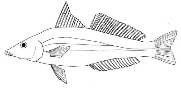 Image of Golden lined whiting