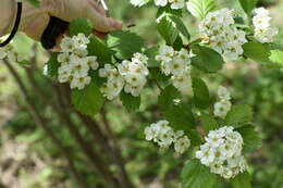 Image of Crataegus chrysocarpa var. rotundifolia (Moench) J. B. Phipps & Sennikov