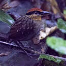 Image of Rufous-crowned Antpitta